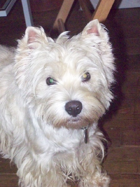 It's girl of charming clown du vallon des Aures