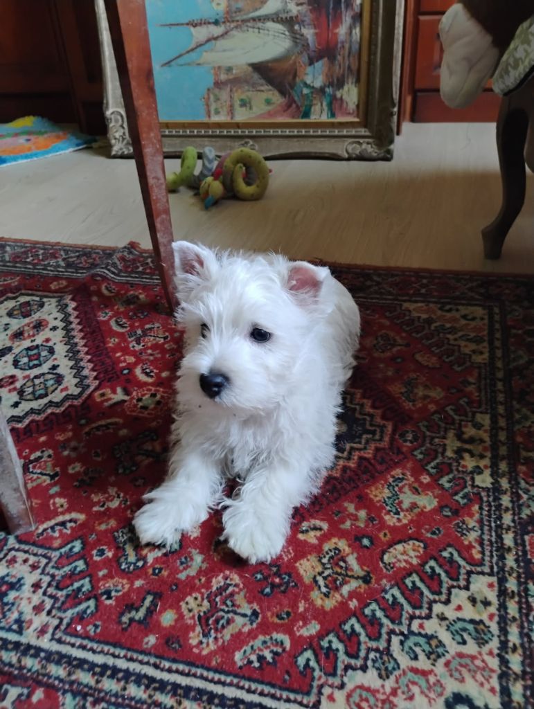 Chiot West Highland White Terrier Du Clan Des Blue Moon