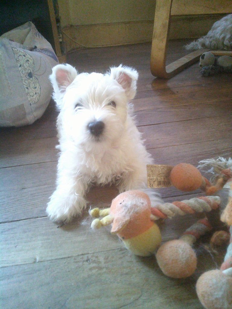 Du Clan Des Blue Moon - West Highland White Terrier - Portée née le 25/03/2025