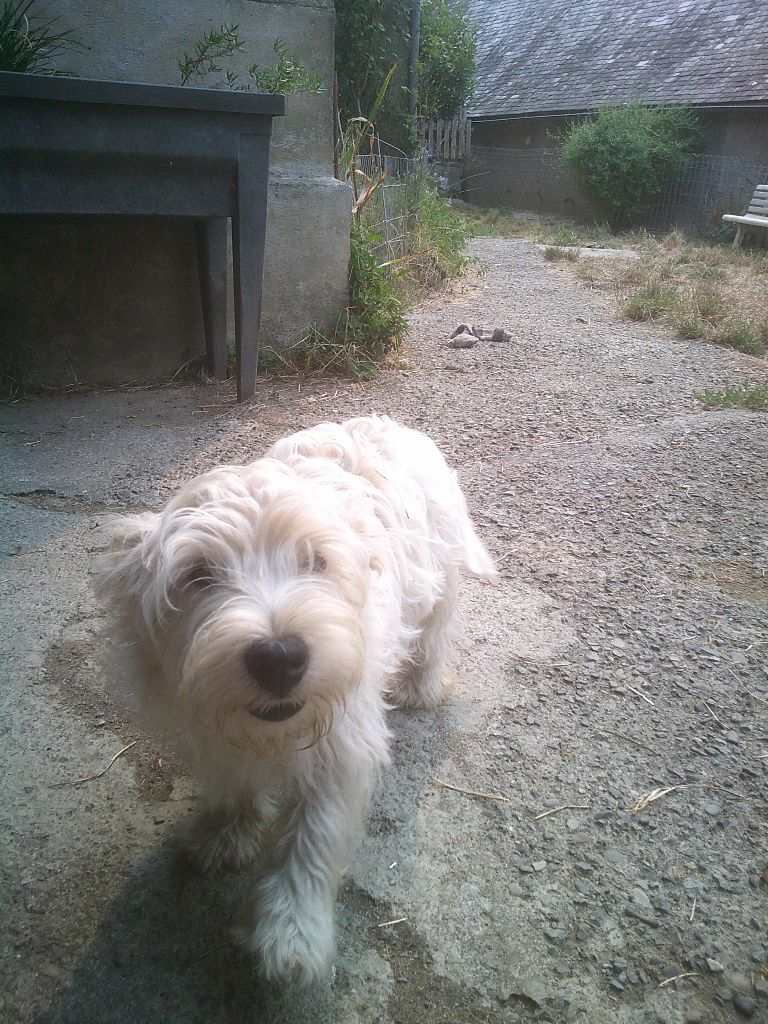 Chiot West Highland White Terrier Du Clan Des Blue Moon